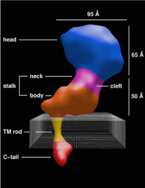 transmembrane-image.png